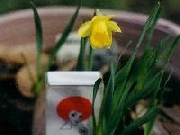Wee Bee